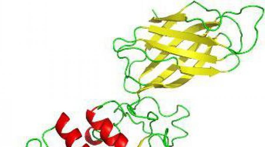 Ферменты железы расщепляют белки в тонкой кишке. Пищеварение в кишечнике