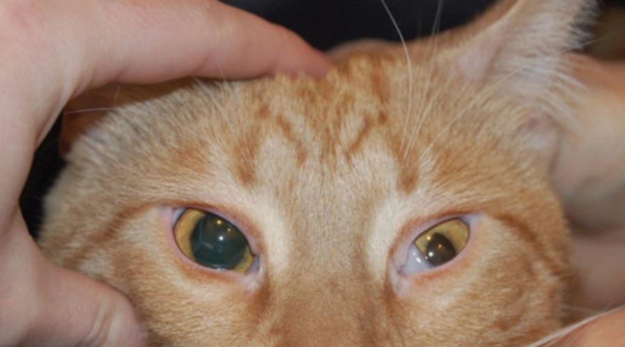 У кота глаза закрываются третьим веком лечение. Что такое третье веко у кошек