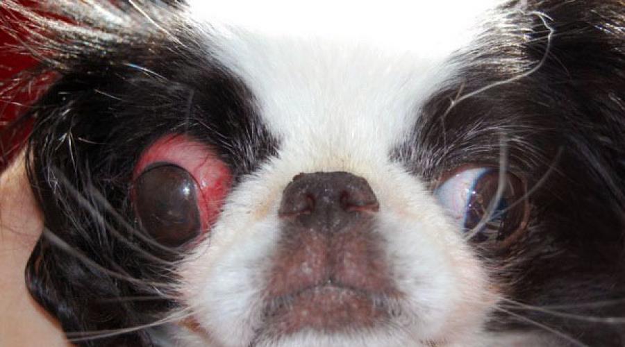 Как выпадают глаза у. У каких собак выпадают глаза: причины и лечение