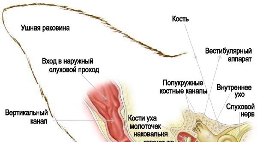 Ушные раковины у крота