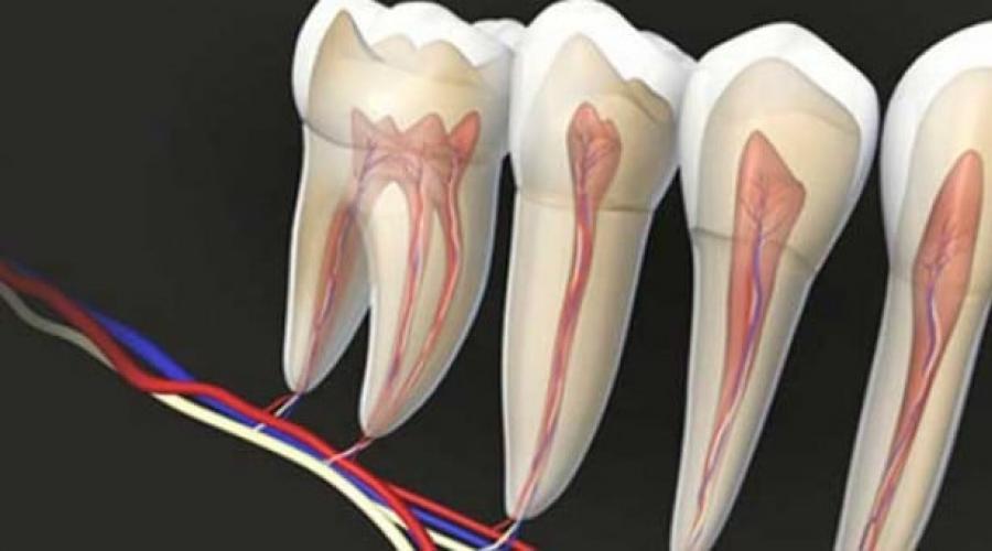 Можно ли убить зубной. Как самому убить зубной нерв в домашних условиях? Строение зуба и где находится нерв