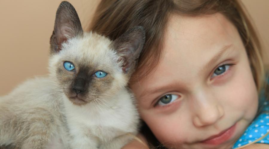 Сиамские кошки: воспитание и уход. Сиамские кошки: воспитание и уход Сиамский котенок питание и уход