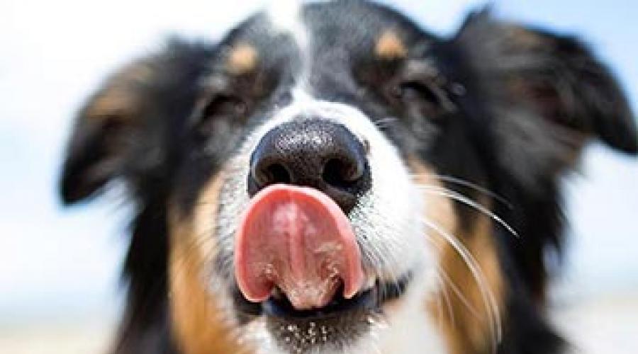 У собаки сухой нос. У собаки сухой нос: разбираемся в причинах и дополнительных симптомах Что делать если у щенка горячий нос