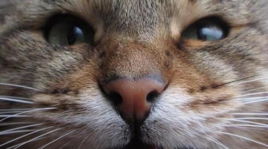 Почему кот стучит зубами. Кошачьи зубки — от резцов до коренных