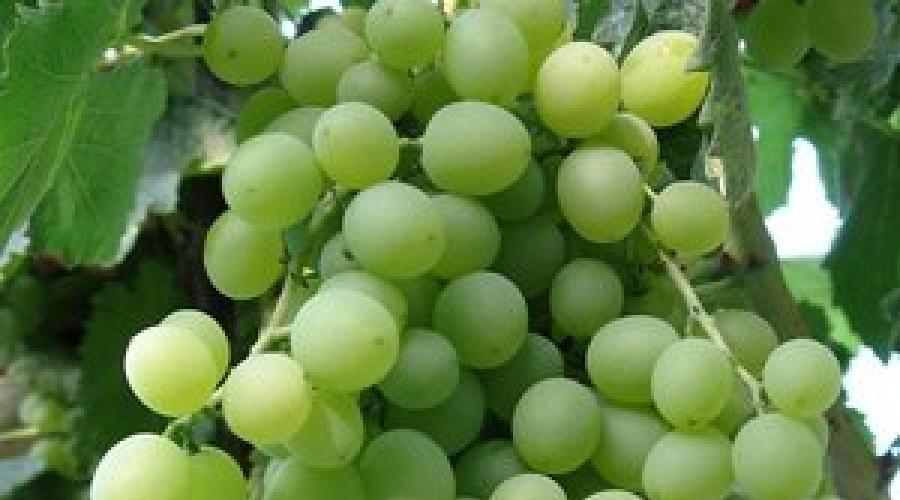 Чем полезен виноград для организма человека и как его есть правильно. Виноград – польза и вред для организма