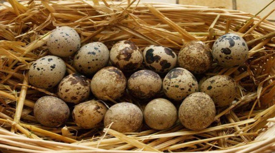 Перепелиные яйца натощак: польза и вред. Польза и вред перепелиных яиц для женщин и мужчин