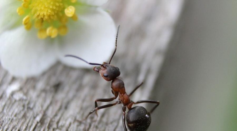 К чему снятся муравьи? К чему снятся муравьи: толкование по старинным и современным сонникам. 