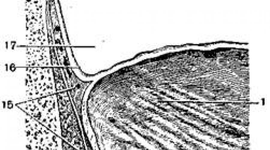 Топографическая анатомия органов малого таза у женщин. Топографическая анатомия женского таза в целом