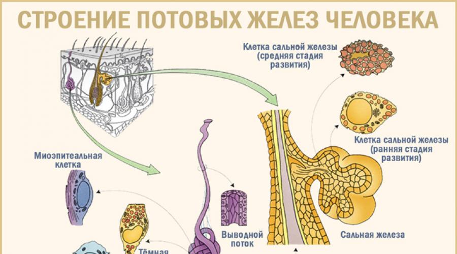 Потовые железы строение