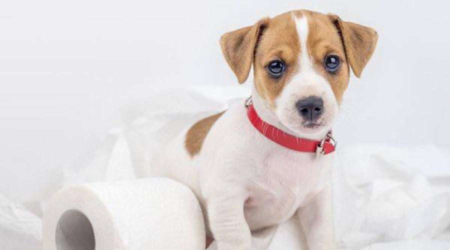 Какой запах гарантировано отпугнет собак от любимого ковра или газона? Узнайте, можно ли собаке болгарский перец. 