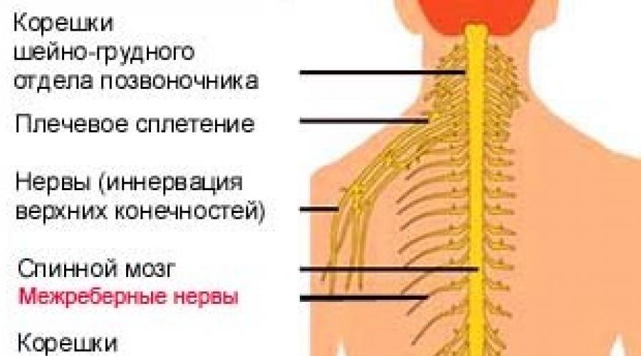 Лечение межреберной невралгии грудного отдела у женщин