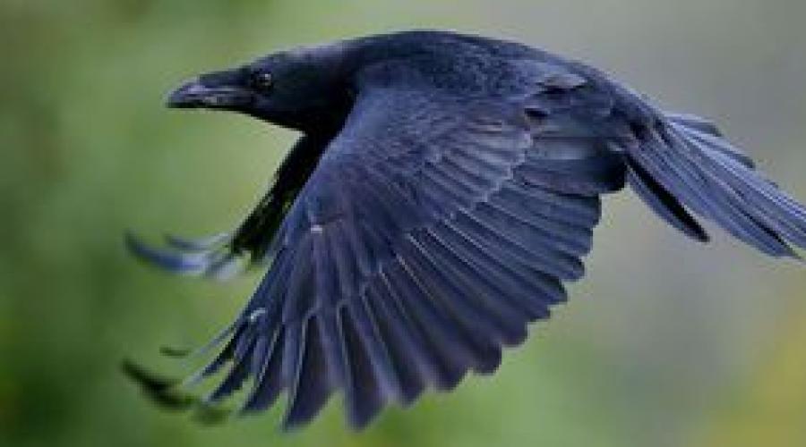 К чему снится ворона черная. Черная ворона по соннику