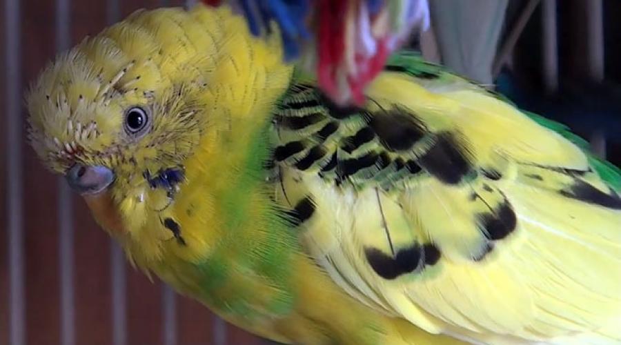 Ожереловый и волнистый попугаи – сколько раз происходит линька, уход и кормление. Линька у волнистых попугаев