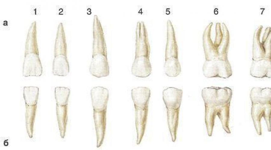 Зуб семерка верхний. Нижняя семерка зуб анатомия. Корни зубов человека нижней челюсти. Анатомия 7 Нижнего моляра. 6 Нижний зуб строение.