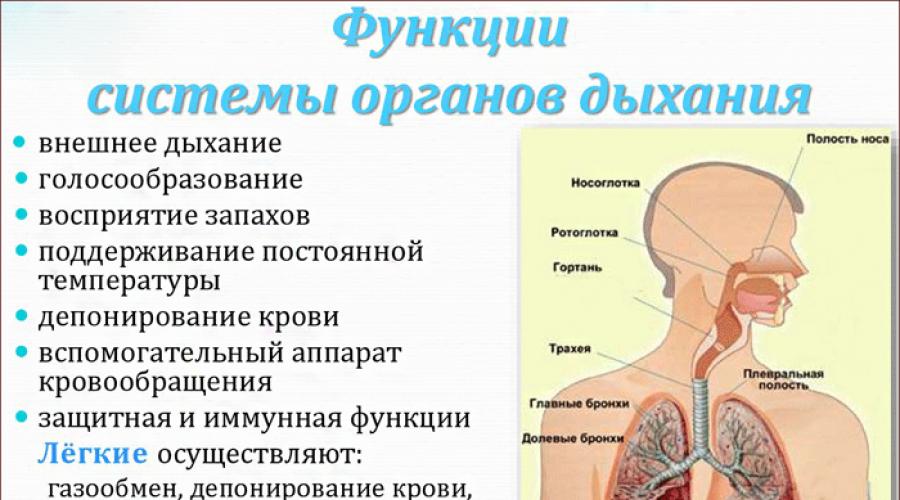 Органы составляющие дыхательную систему человека. Органы дыхания человека