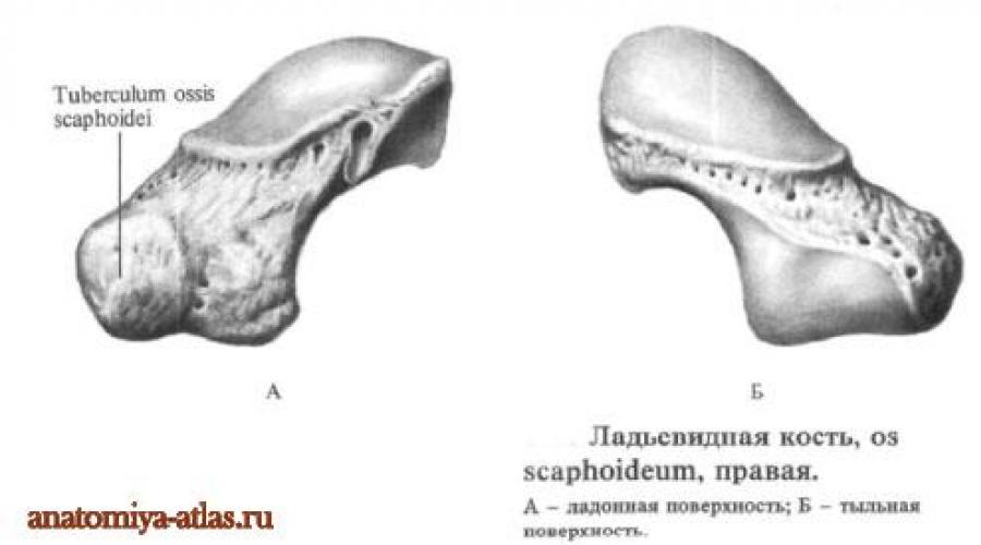 Где находится ладьевидная кость