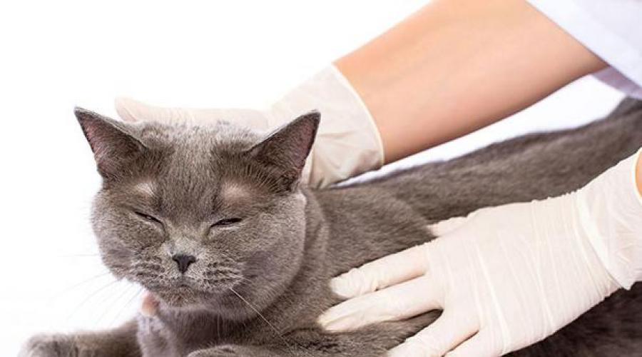 Как определить у котенка глисты. Как поставить диагноз и провести лечение