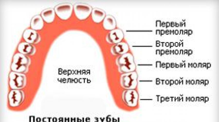 Как растут зубы у детей порядок прорезывания и сроки появления. Сроки и порядок прорезывания молочных зубов