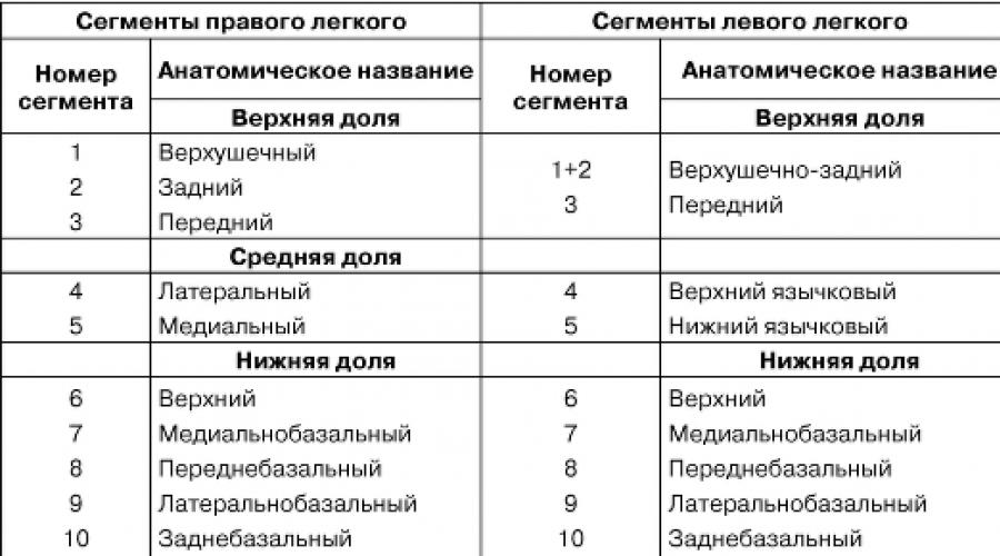 Количество долей в легком. Сегменты легкого таблица. Сегментарное строение легких. Доли и сегменты левого легкого. Доли и сегменты легких таблица.