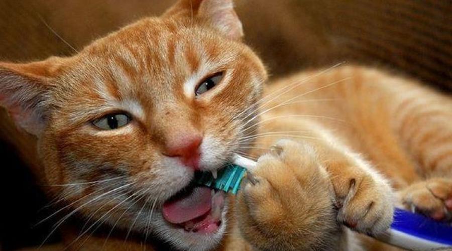 У кота пожелтели зубы что делать. Болезни зубов у кошек