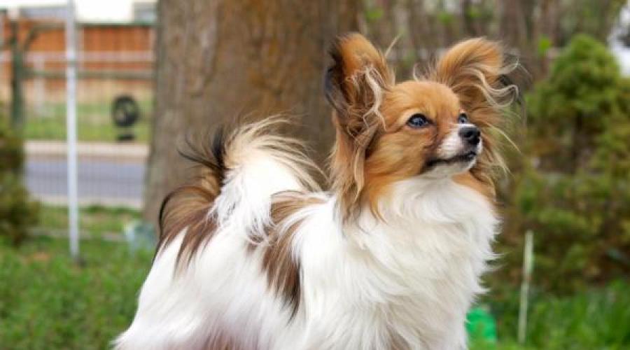 Собаки как игрушки - красивые породы маленьких собак. Топ самых красивых собак в мире: фото, описание породы