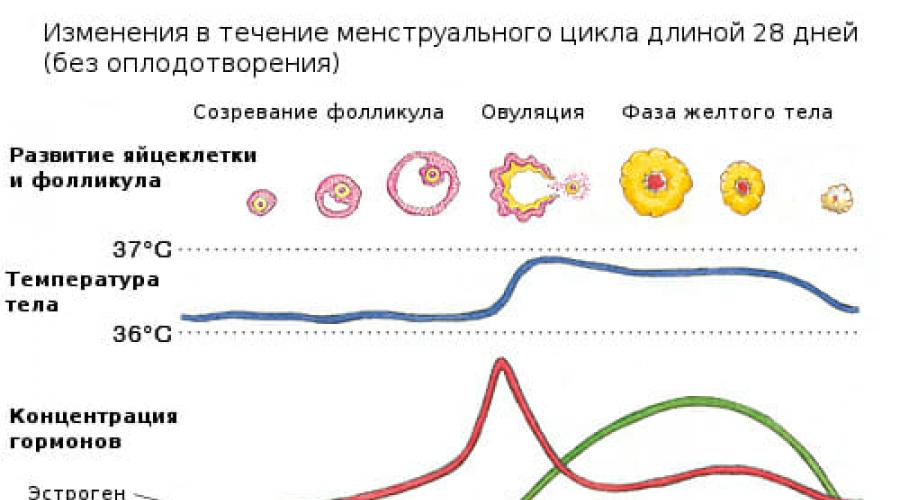 Середина цикла у женщин. Причины задержки менструационного цикла. Женский цикл настроением по дням. Протяженность цикла. Женское настроение в течение цикла.