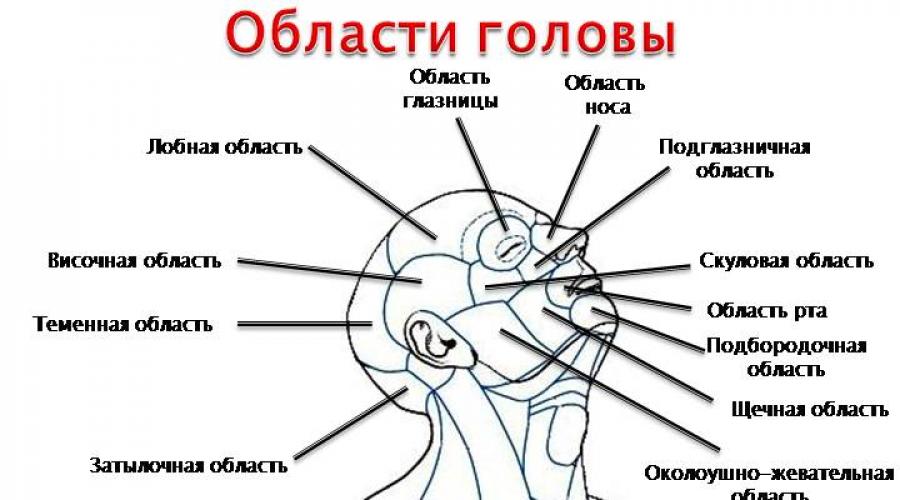 Как называется затылок. Анатомические области головы человека анатомия. Области головы анатомия затылок. Анатомия голова человека темя. Название областей головы.