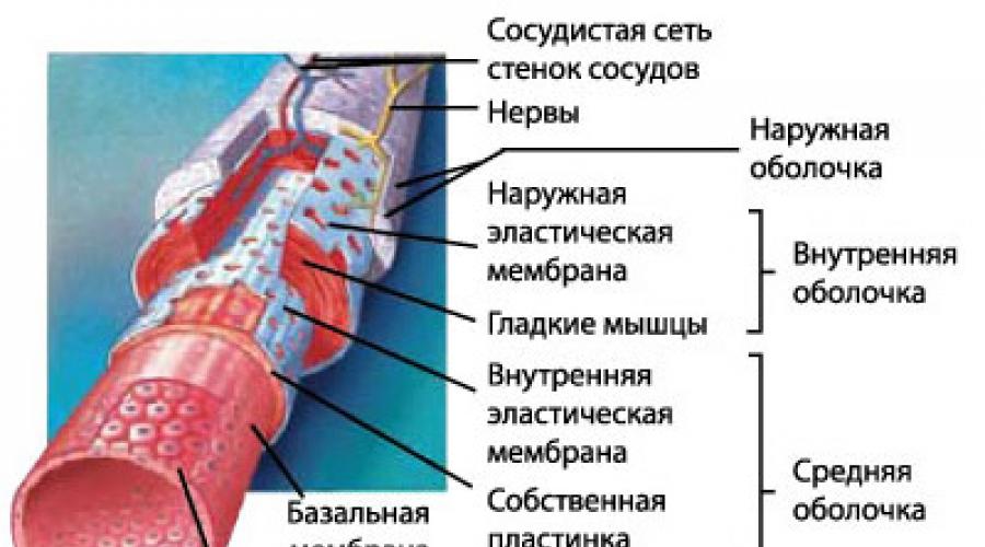 Какие сосуды изображены на рисунке чем они отличаются друг от друга и каковы их функции