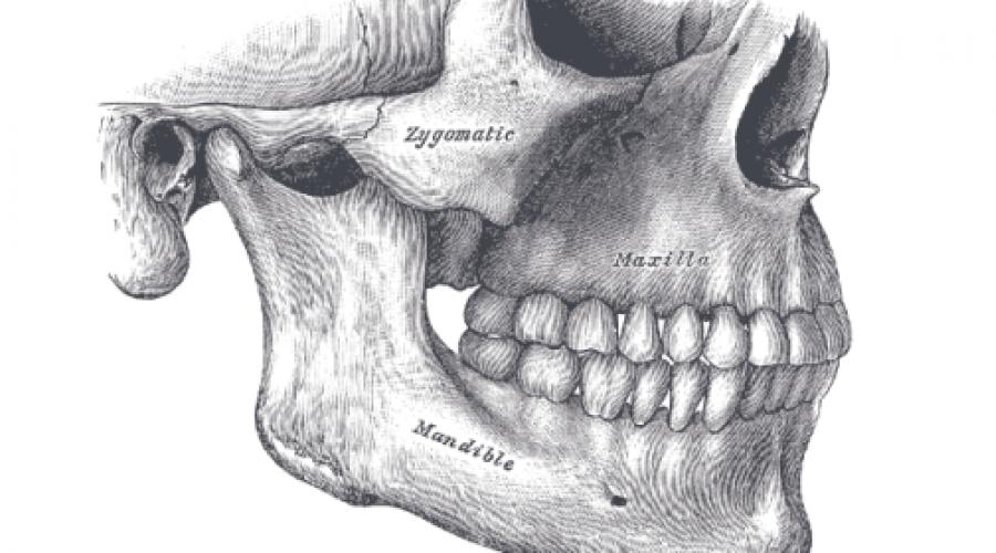 Челюсть человека рисунок