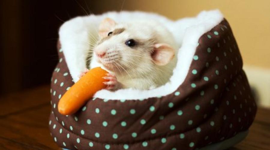 Почему домашняя крыса чихает. Домашняя крыса чихает: причины и лечение