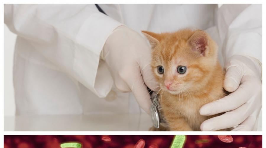 Вирусный лейкоз у кошек: симптомы и лечение. Вирусный лейкоз кошек (FeLV, ВЛК)