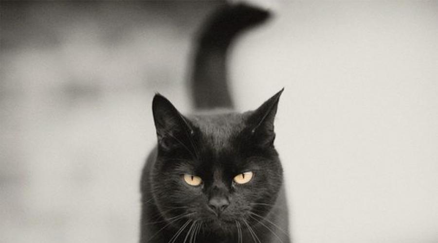 Означает видеть во сне черную кошку. Кот ест рыбу во сне