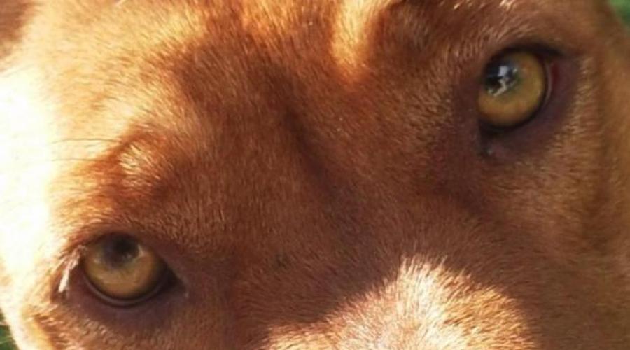Возможные проблемы: собака не смотрит в глаза. Почему нельзя смотреть в глаза собаке? Почему собаки смотрят в глаза
