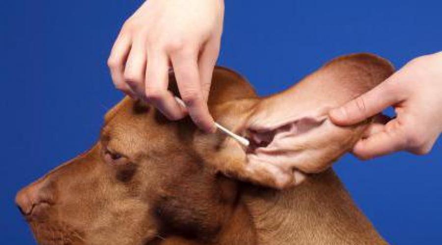 Как очистить уши собаки от серы. Рекомендации и правила, как чистить уши собаке
