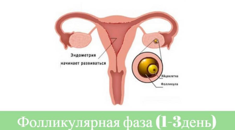 6 день месячных какая фаза. Как определить первый день менструального цикла