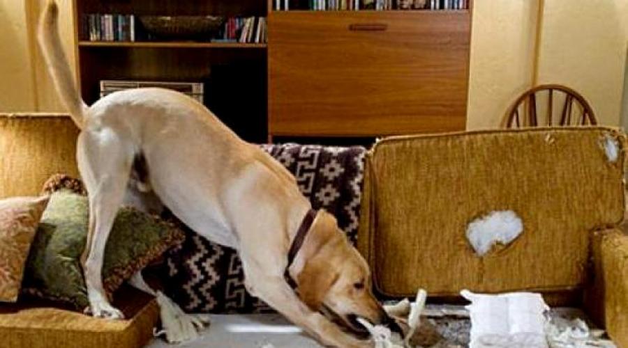 Отучаем щенка грызть мебель. Как отучить собаку грызть мебель: эффективные советы и способы Чем обработать мебель от собаки