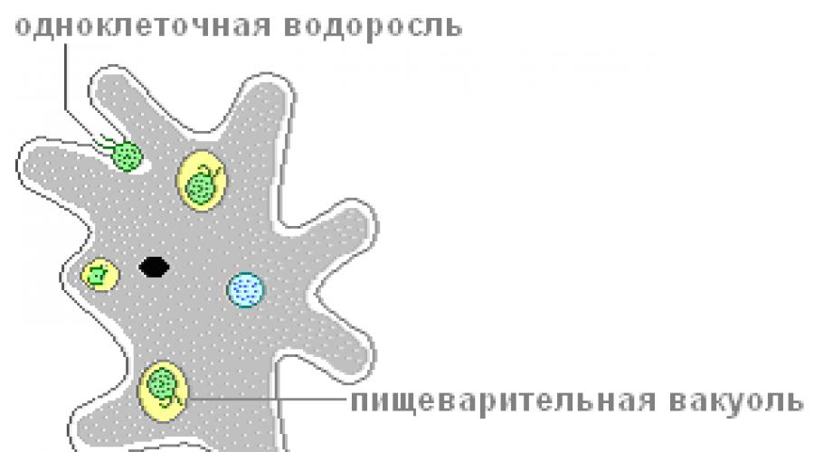 Движение амебы протей. Обыкновенная амеба, или амеба протей