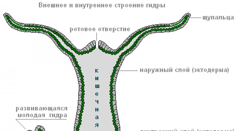 Строение клеток гидры