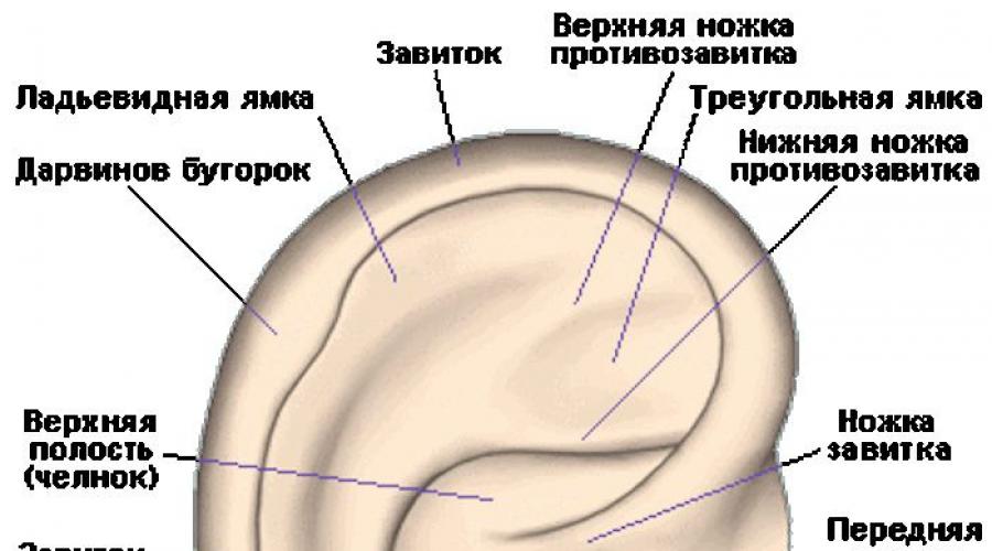 Строение уха человека — схема с описанием, анатомия. Анатомия уха человека: строение и основные функции