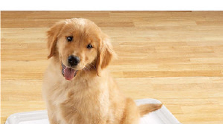 Как приучить щенка к пеленке 1.5 месяц. Как приучить щенка к туалету в квартире и на улице: этапы от пеленки до кустиков