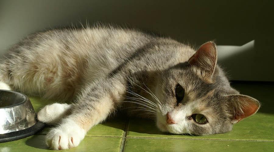 Признаки и симптомы гингивита у кошек. Гастрит у кошек: симптомы и лечение