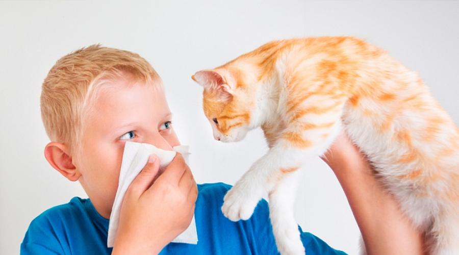 Аллергия на шерсть животных: симптомы и методы лечения. Аллергия на кошек: симптомы у взрослых
