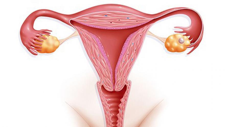 Гипоплазия эндометрия. Матка девочки подростка. Гиперплазия яичников у женщин.