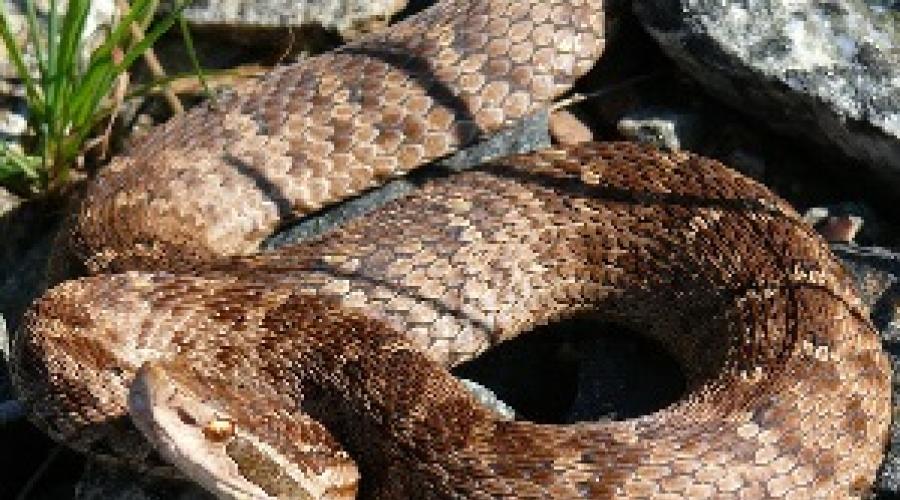 Змеиный яд и его опасность для человека. Лечение змеиным ядом