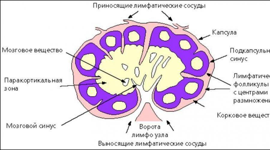 Строение лимфатического. Схема строения лимфатического узла. Гистологическое строение лимфатического узла схема. Анатомическое строение лимфатического узла. Лимфатический узел гистология схема.