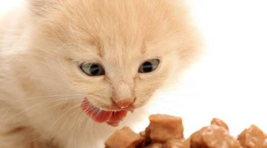 Питание шотландских вислоухих котят 2 месяца. Как часто и чем кормить шотландских котят, выбор типа питания