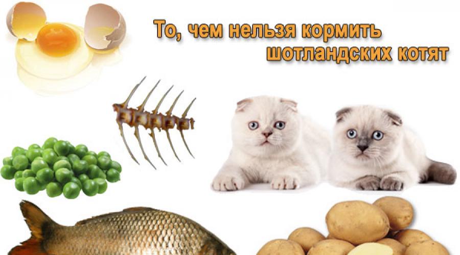 Можно кормить кошек рыбой. Полезная еда для котов. Полезные продукты для кота. Что нельзя давать кошкам. Что можно давать котам.