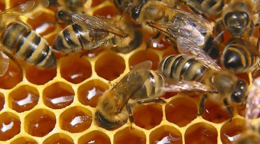 Применение пчелиного подмора в народной медицине. Жареный подмор, перетертый в порошок