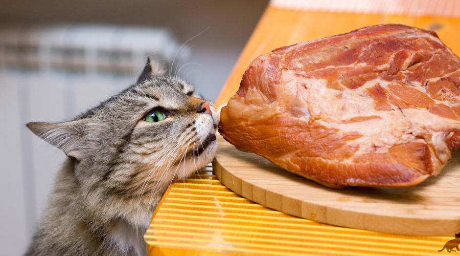 Кормить котенка сырым мясом. Можно ли кошку кормить сырым мясом