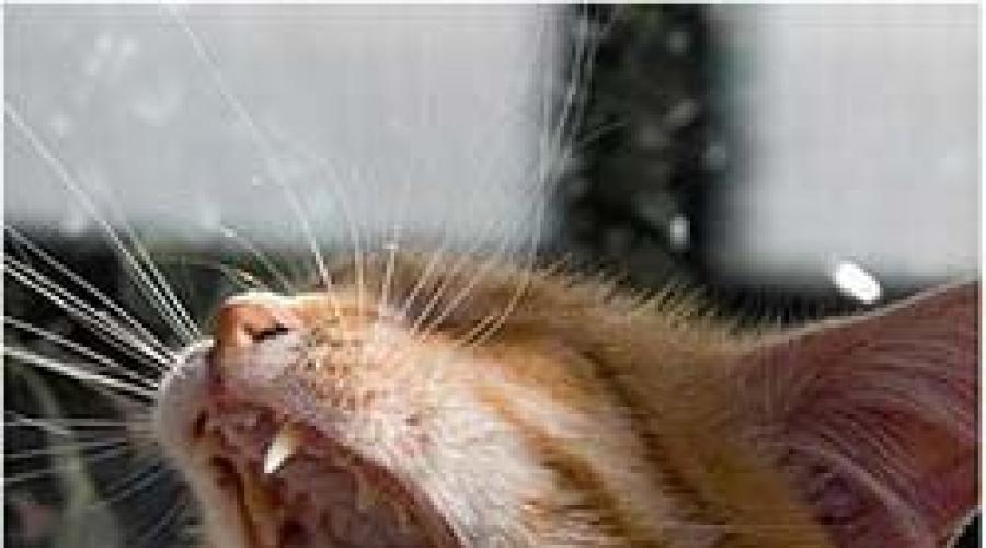 Уличный кот чихает и кашляет как лечить. Что делать, если кошка чихает и кашляет? Лечение: когда кошка чихает и кашляет